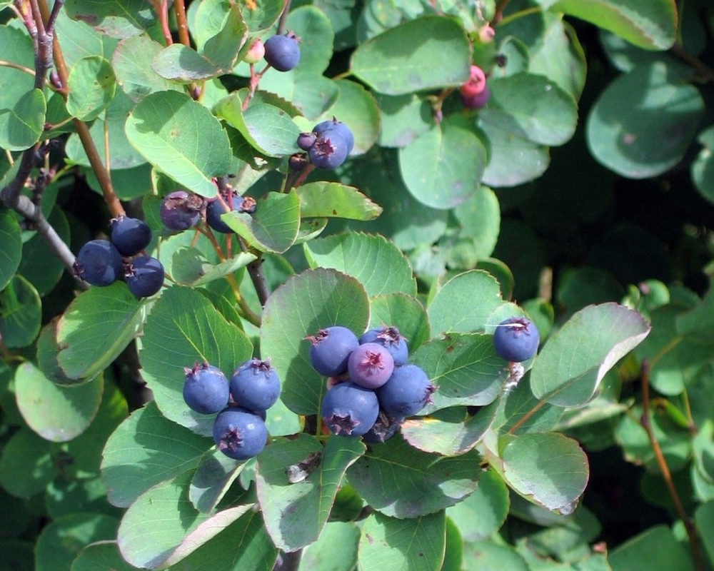 Saskatoon Berry