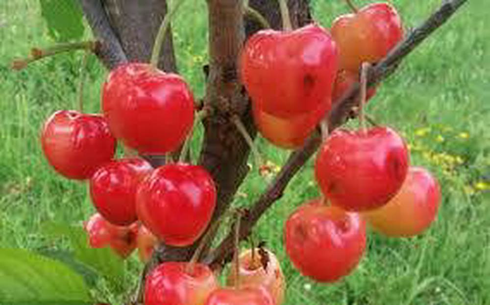 Stardust Sweet Cherry Tree (Dwarf)