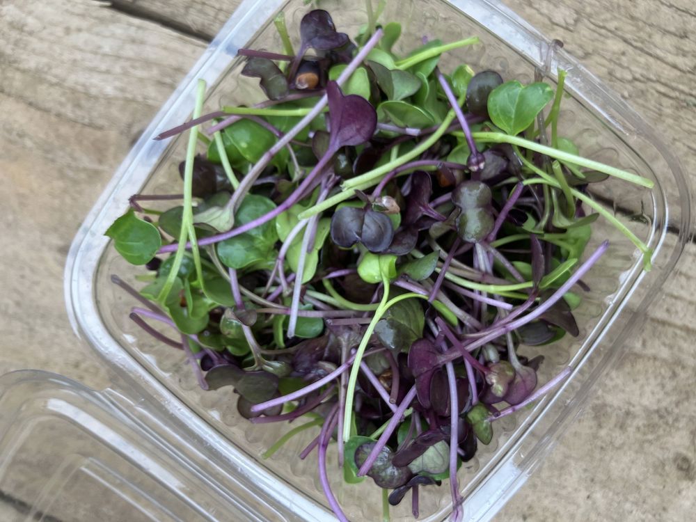 Radish microgreens