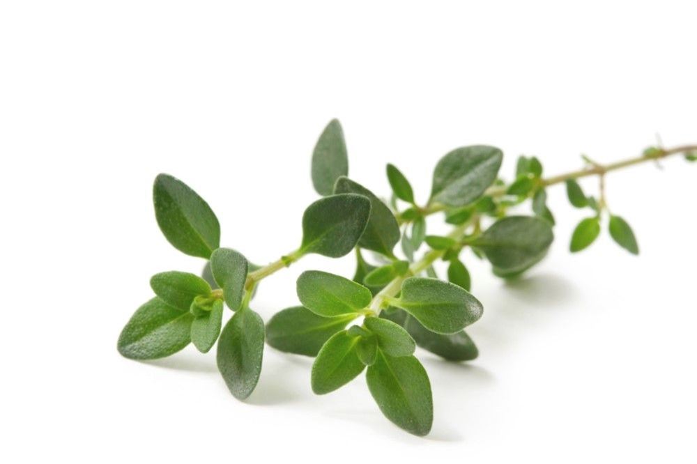 Herbs: Thyme