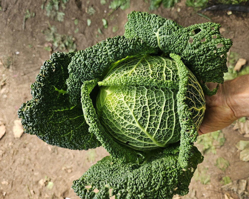 Cabbage Savoy