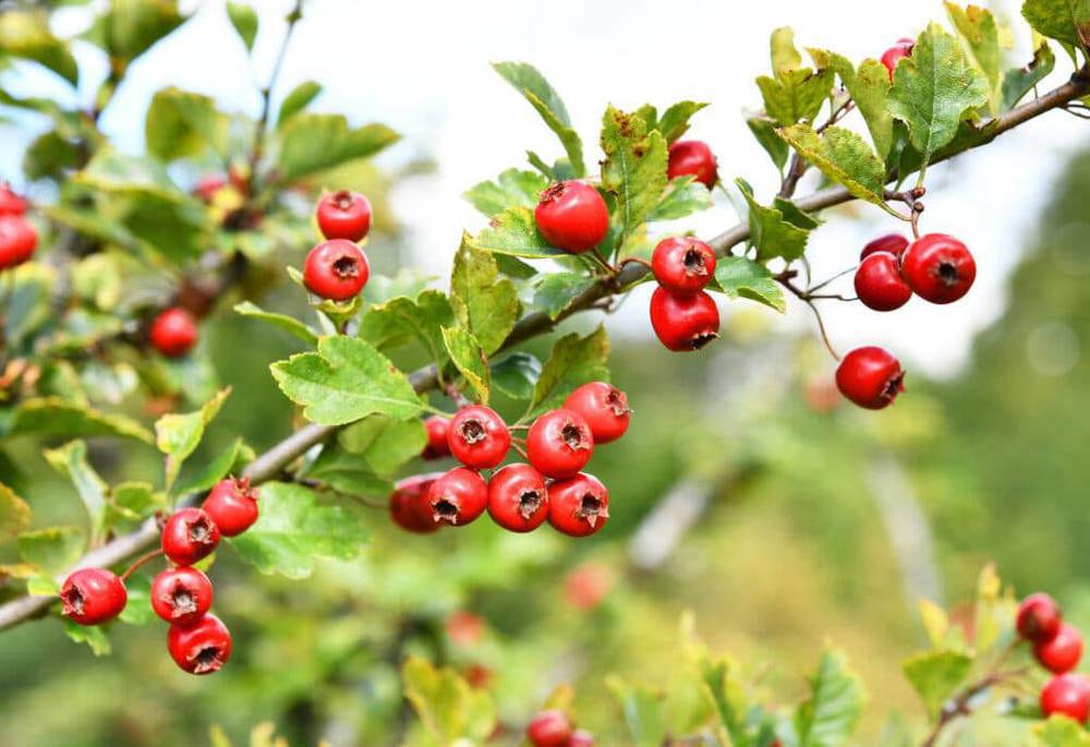 Hawthorn Berries