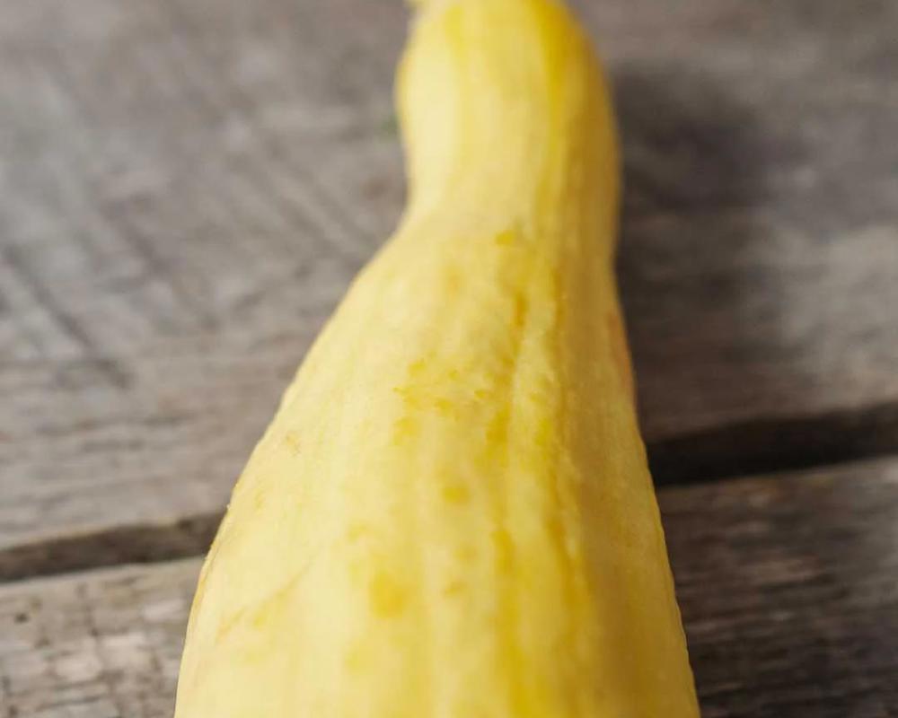 Yellow Squash