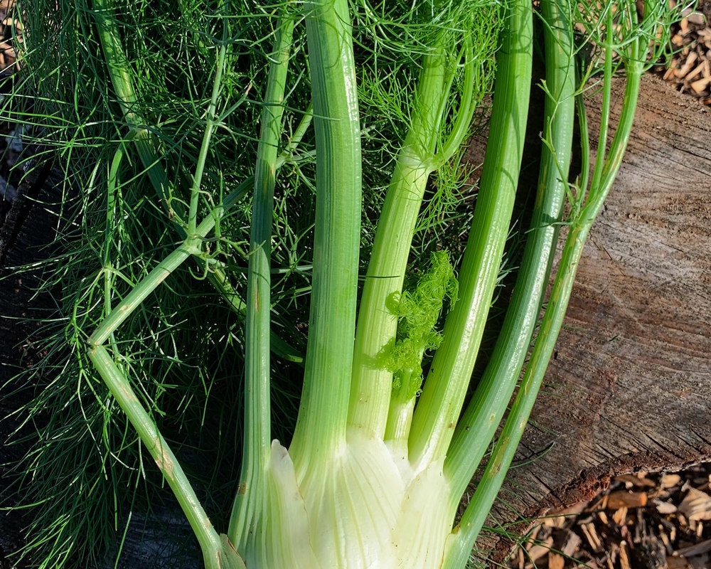 Fennel