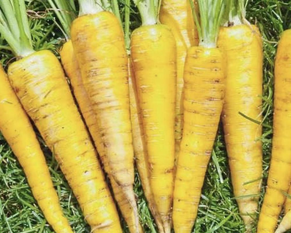 Yellow carrots bundle