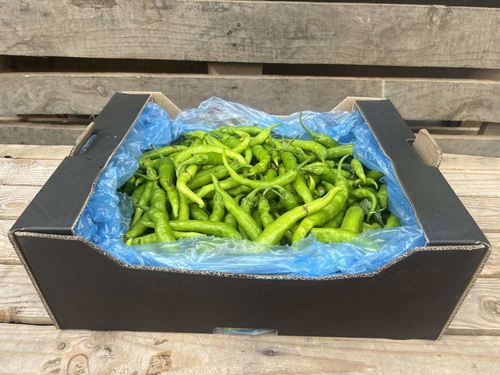 Pepper: Fushimi