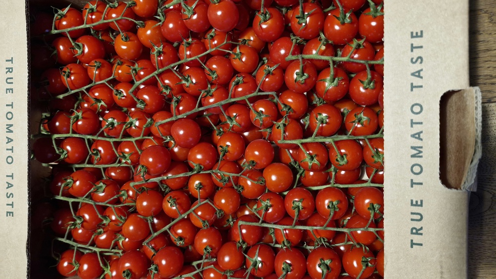 Tomato Cherry Vine