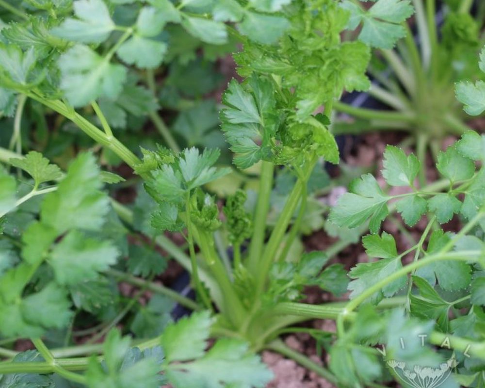 Parsley (Italian Giant)