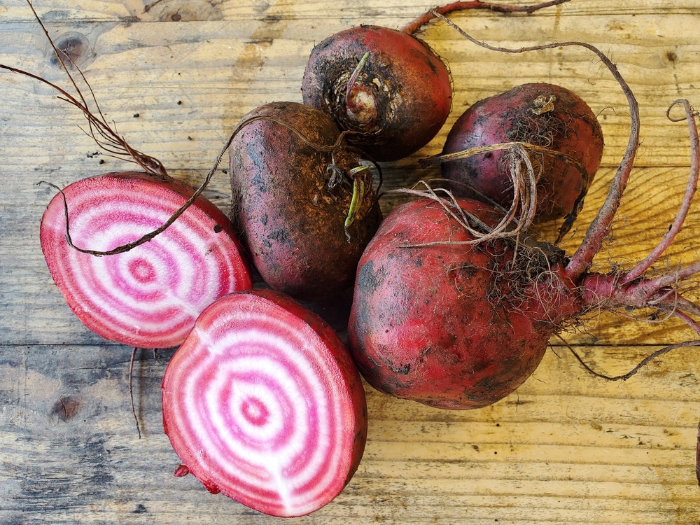 Beetroot - Chioggia