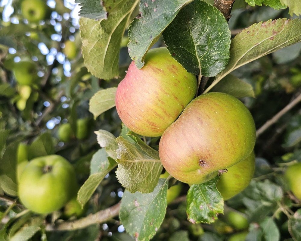 Apples Cooking Bramley