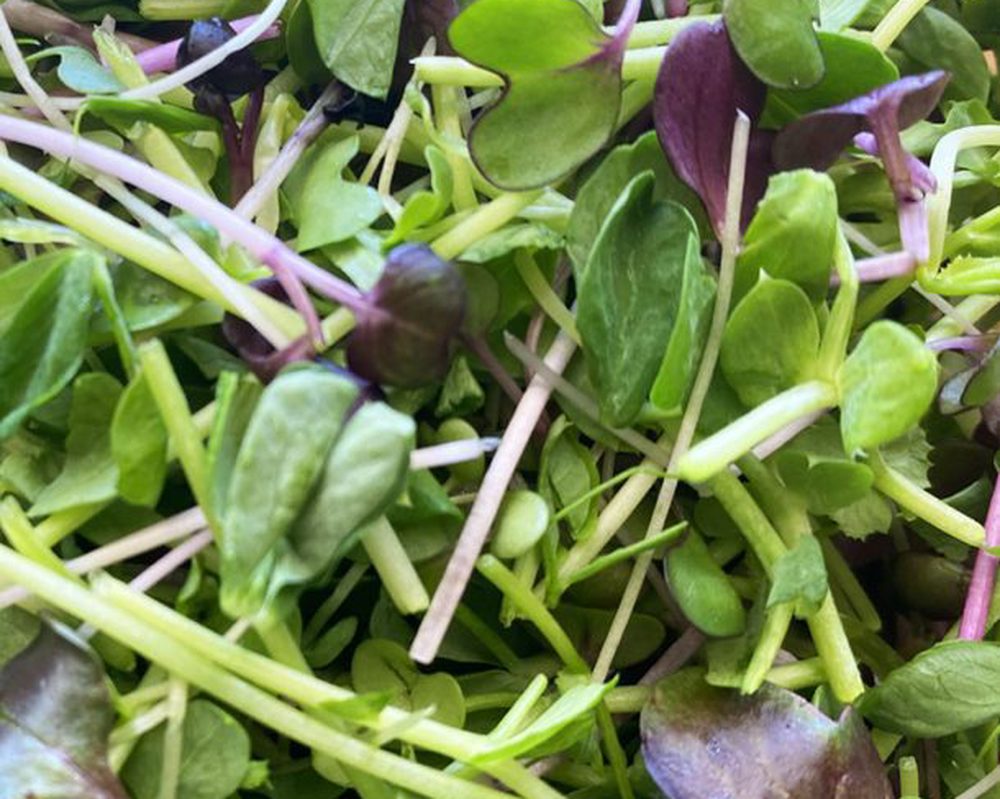 Mixed Microgreens