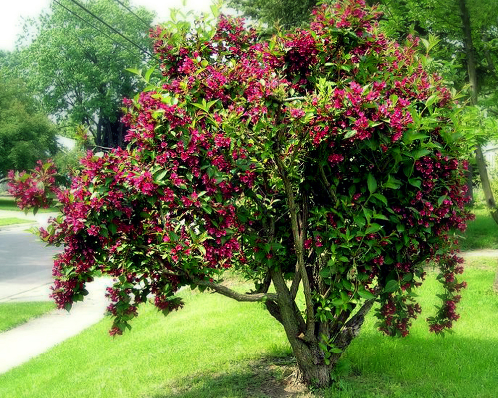 Weigela - Various Varieties 2