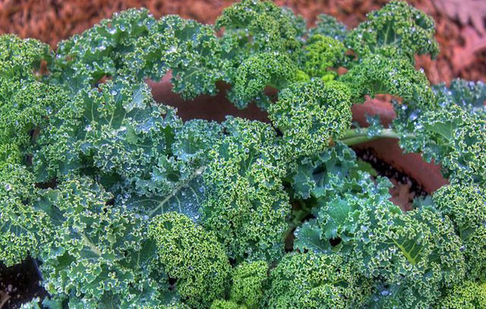 Kale: Green Curly
