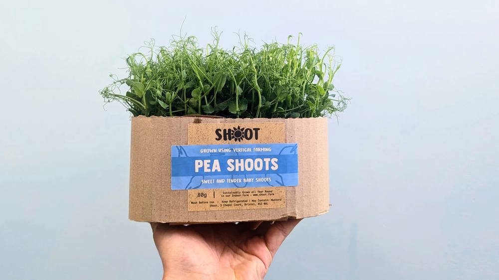 Pea Shoots (Shoot Urban Farm, Bristol)