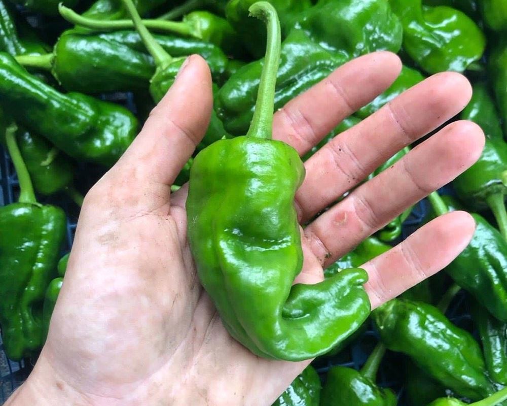 Padron Pepper