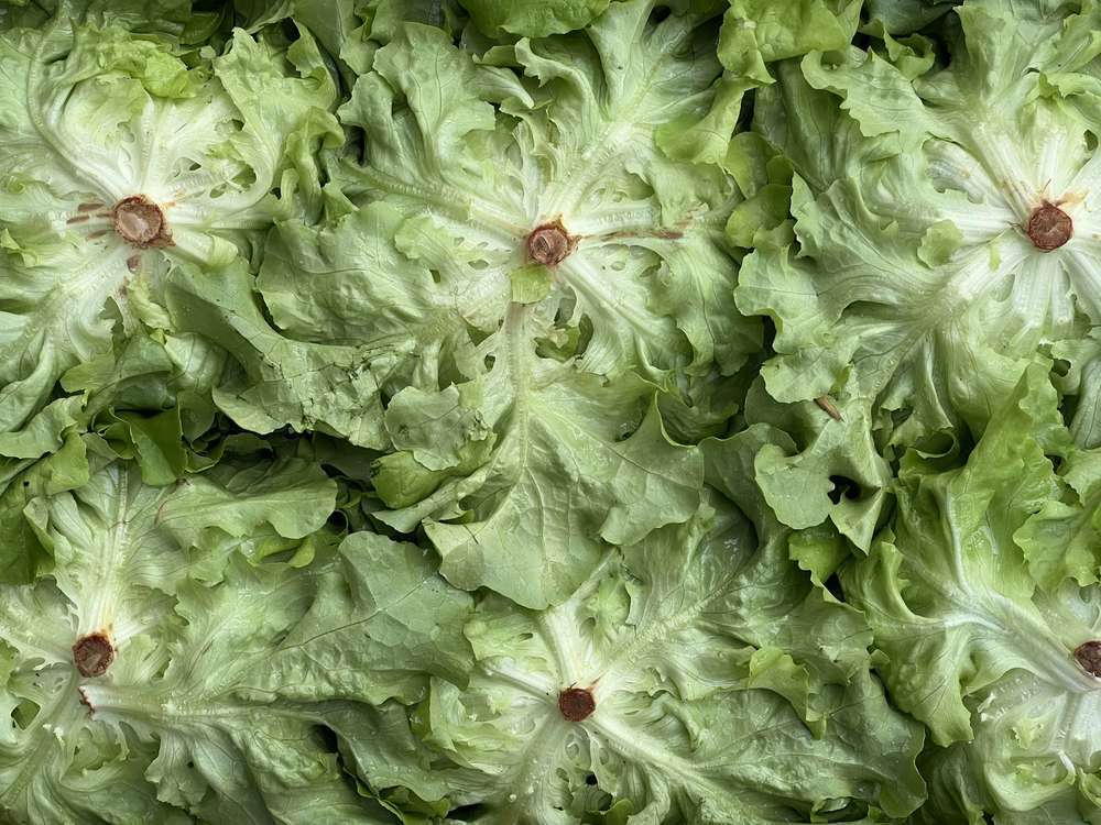 Lettuce - Oakleaf Red