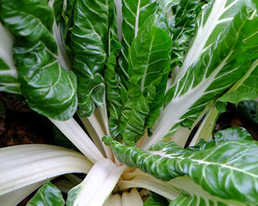 Chard - British Organic White Silver / 1 bag