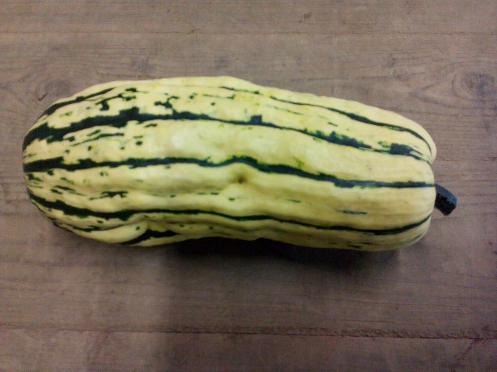 Squash- Delicata