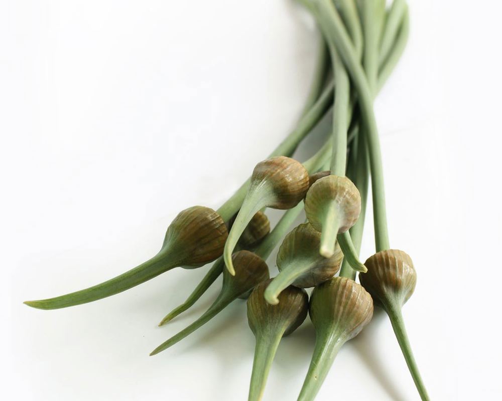 Garlic: Elephant Scape (BUNCH)