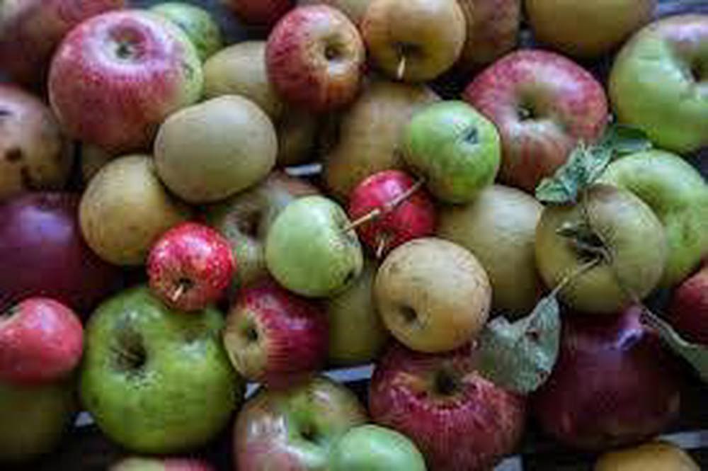 Apple - Mixed heritage varieties