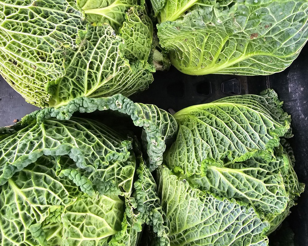 Savoy Cabbage