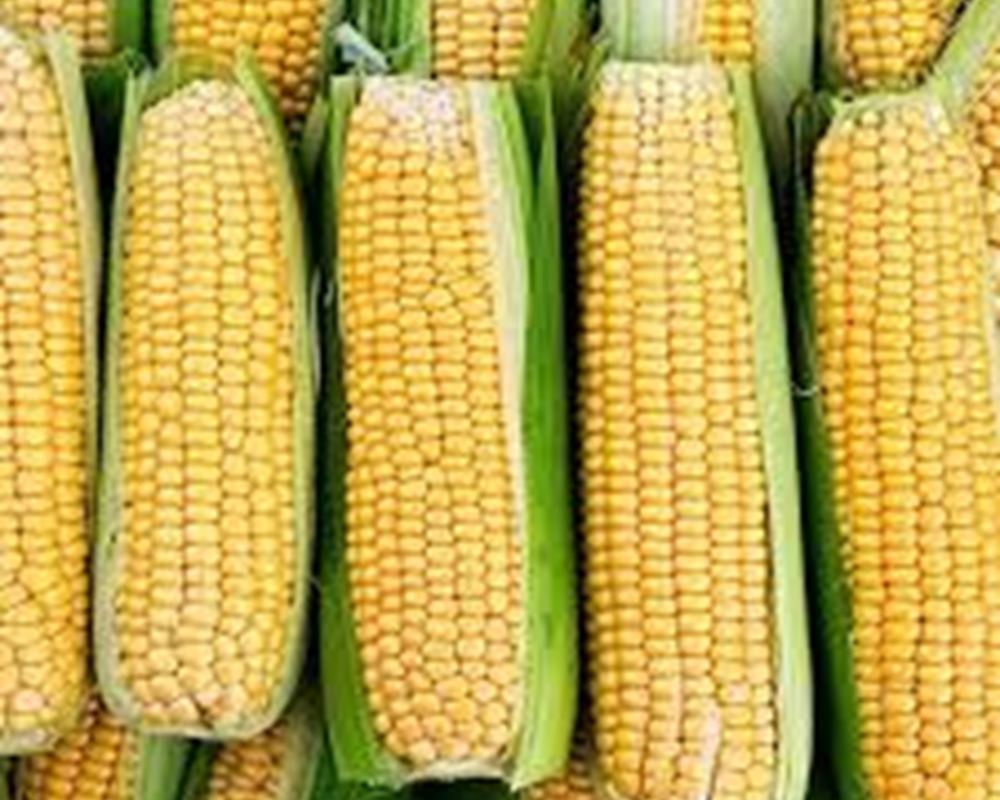 Sweetcorn (Suffolk, UK)