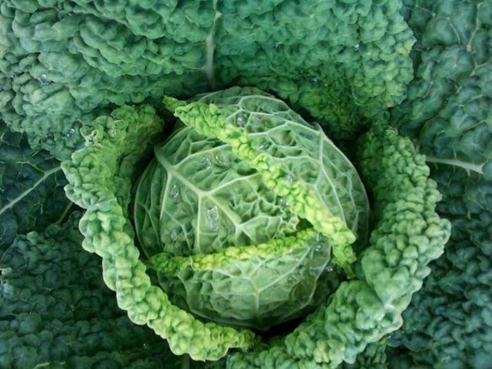 Cabbage- Savoy