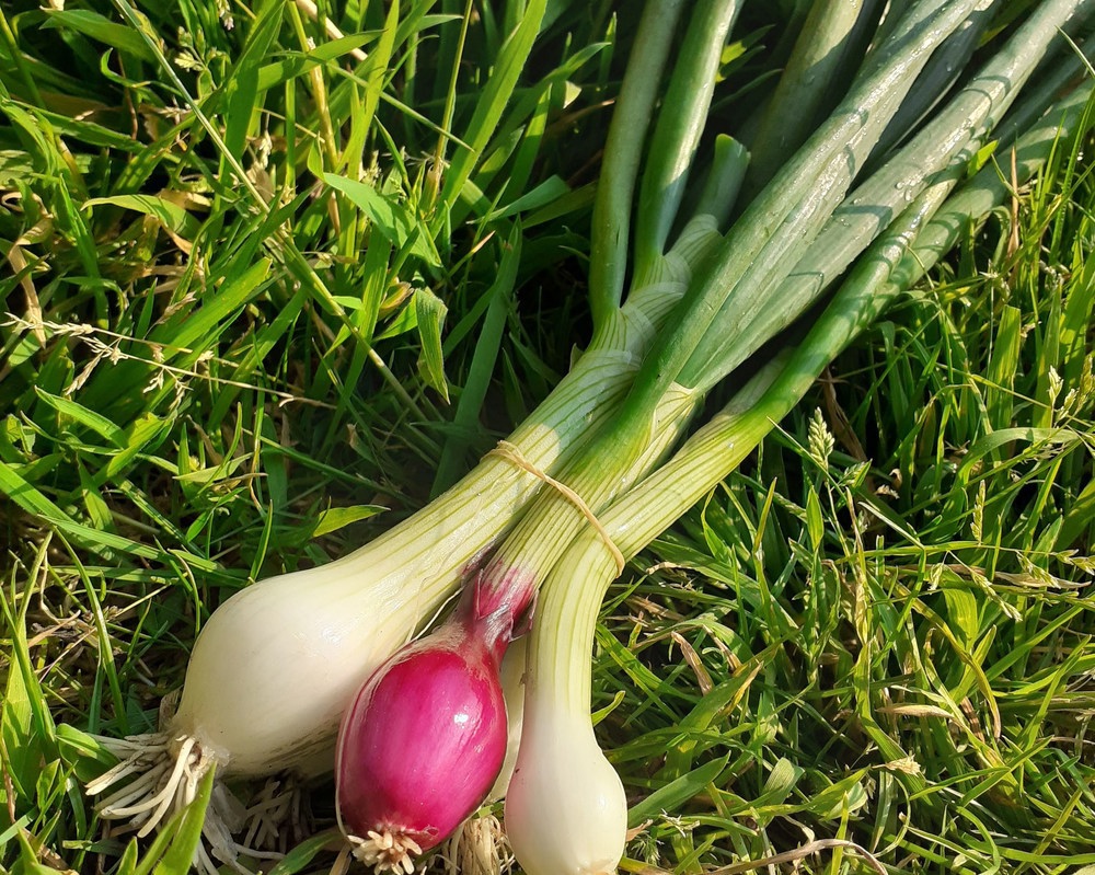 Spring onions