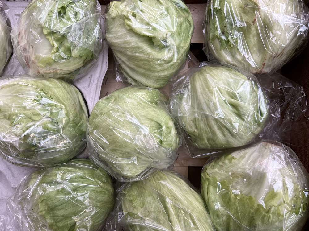 Iceburg Lettuce