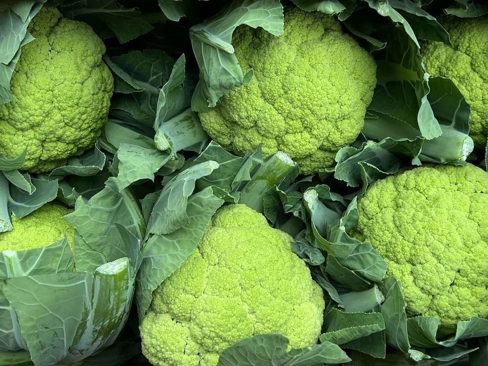 Organic Cauliflower Emerald Green
