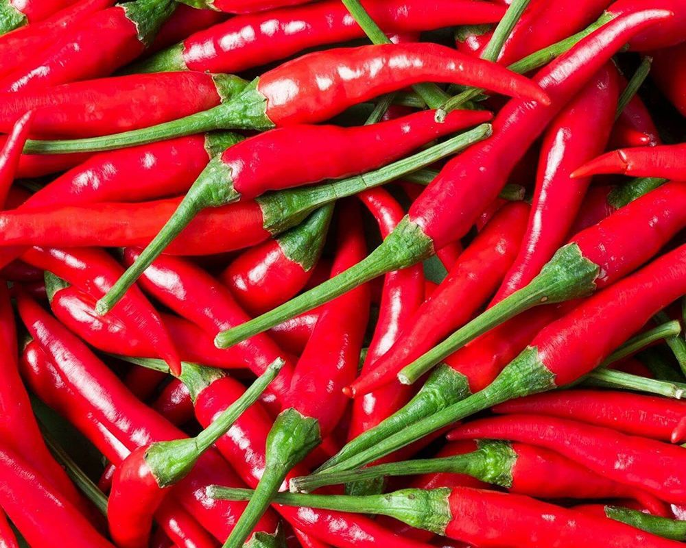 Pepper Chillies Red - Organic ESP