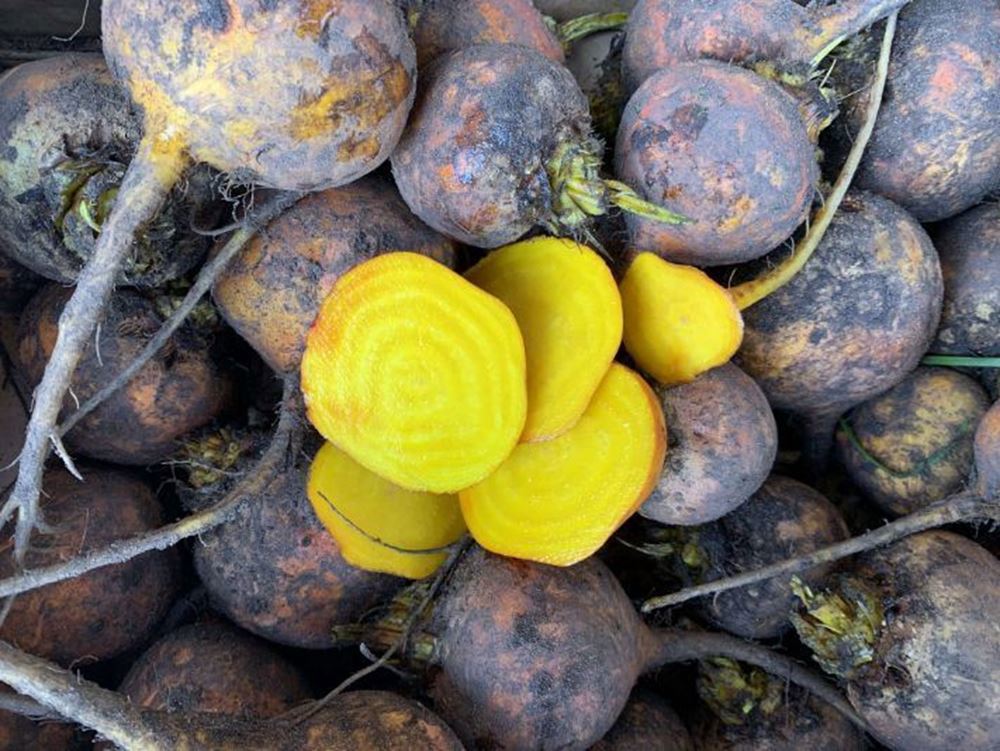 Beetroot Golden Loose (East Lothian,UK)