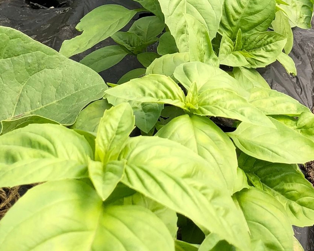 Basil, fresh organic