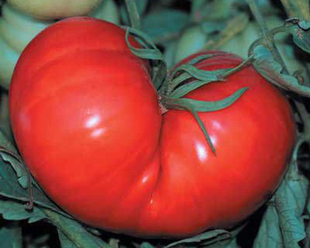 Tomato: Marmande