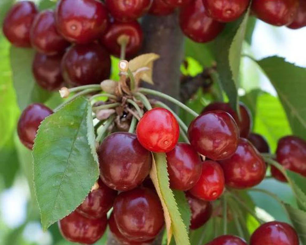 Kristin Sweet Cherry Tree