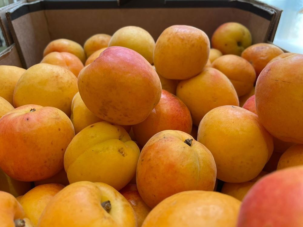 Apricot