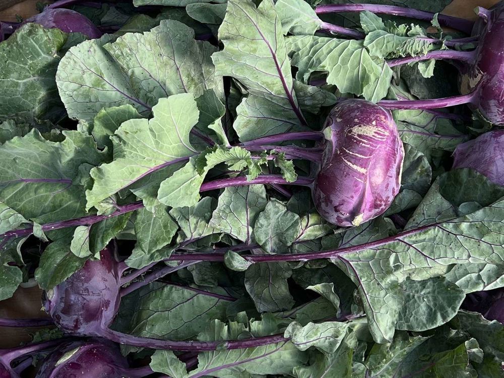 Kohl Rabi - Red (Own Grown)