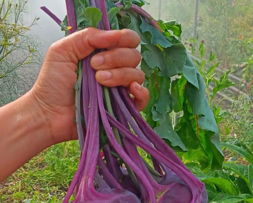 Kohl Rabi - Red (Own Grown)