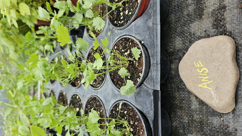 ( Potted x1) Anise - small (Own Grown)