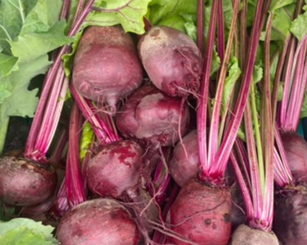 Beetroot (Red)