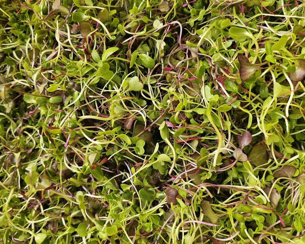 Salad Sprouted baby leaves