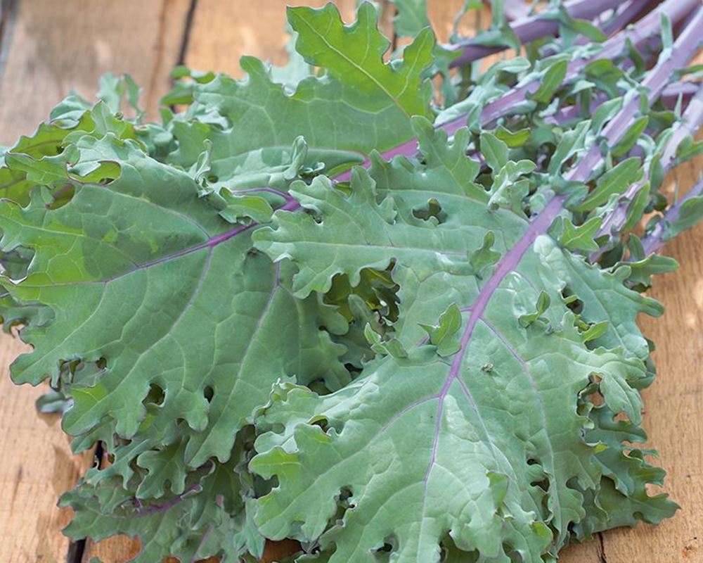 Kale, red Russian