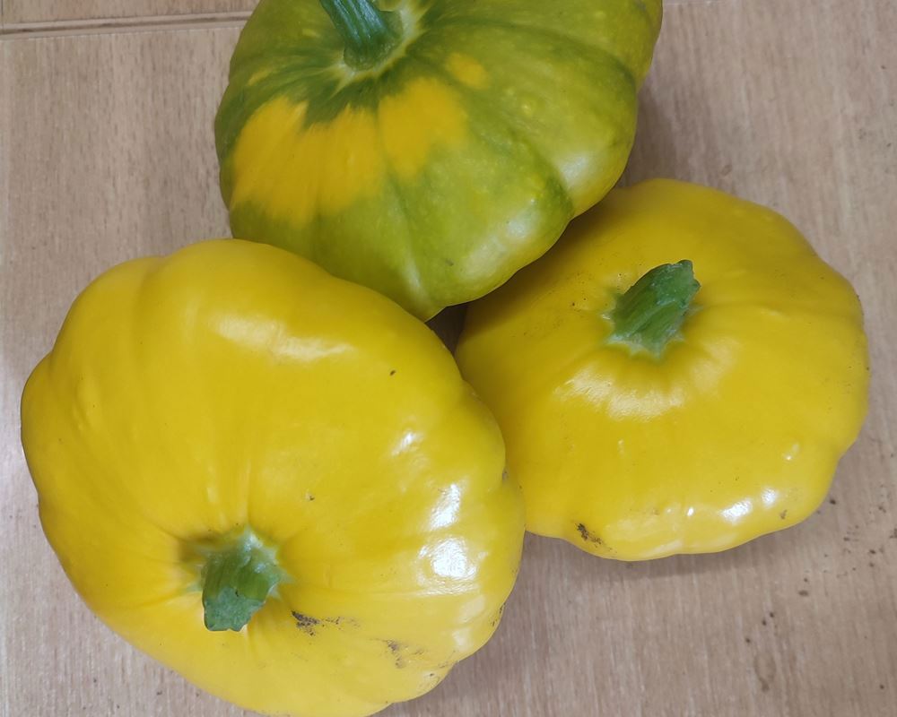 Patty Pan Squash (own grown)