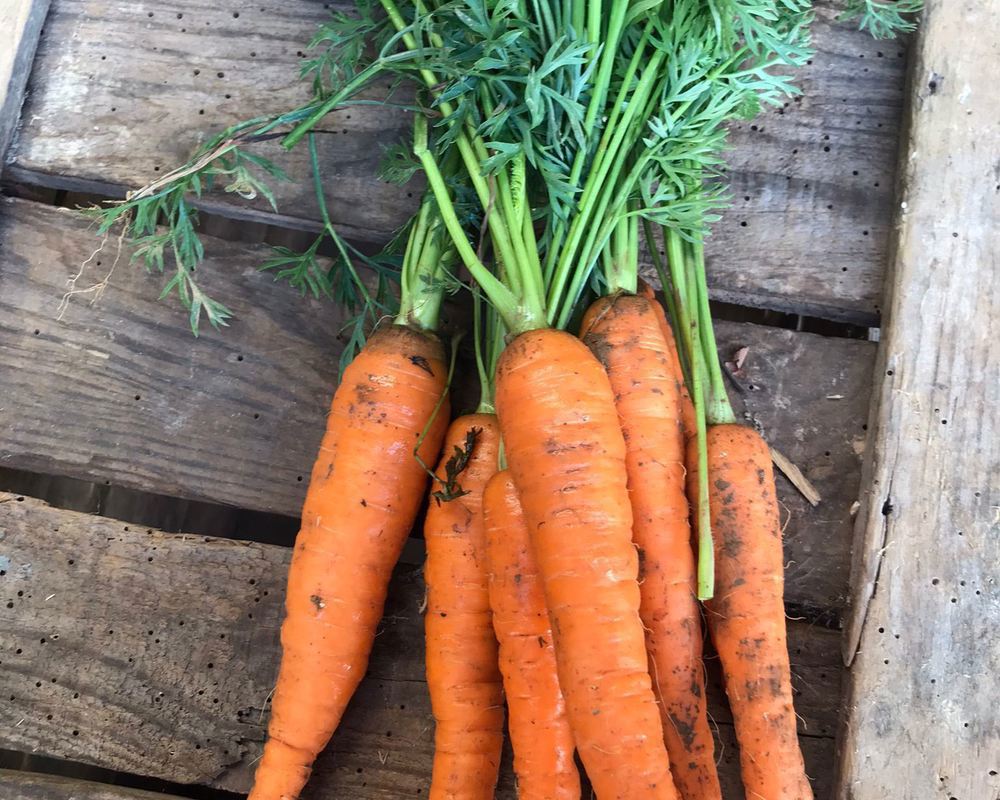 Carrots - Bunched