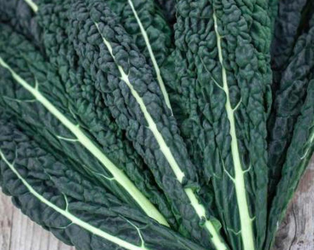 Kale - Cavelo Nero