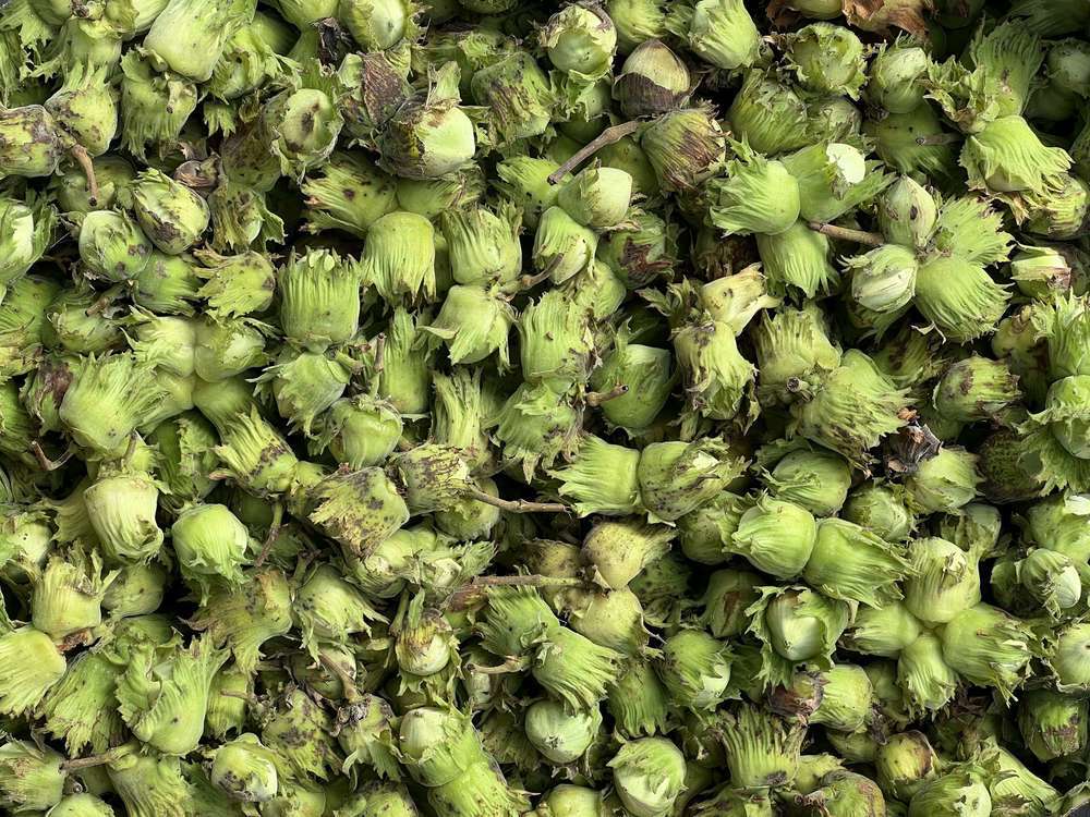 Cobnuts organic