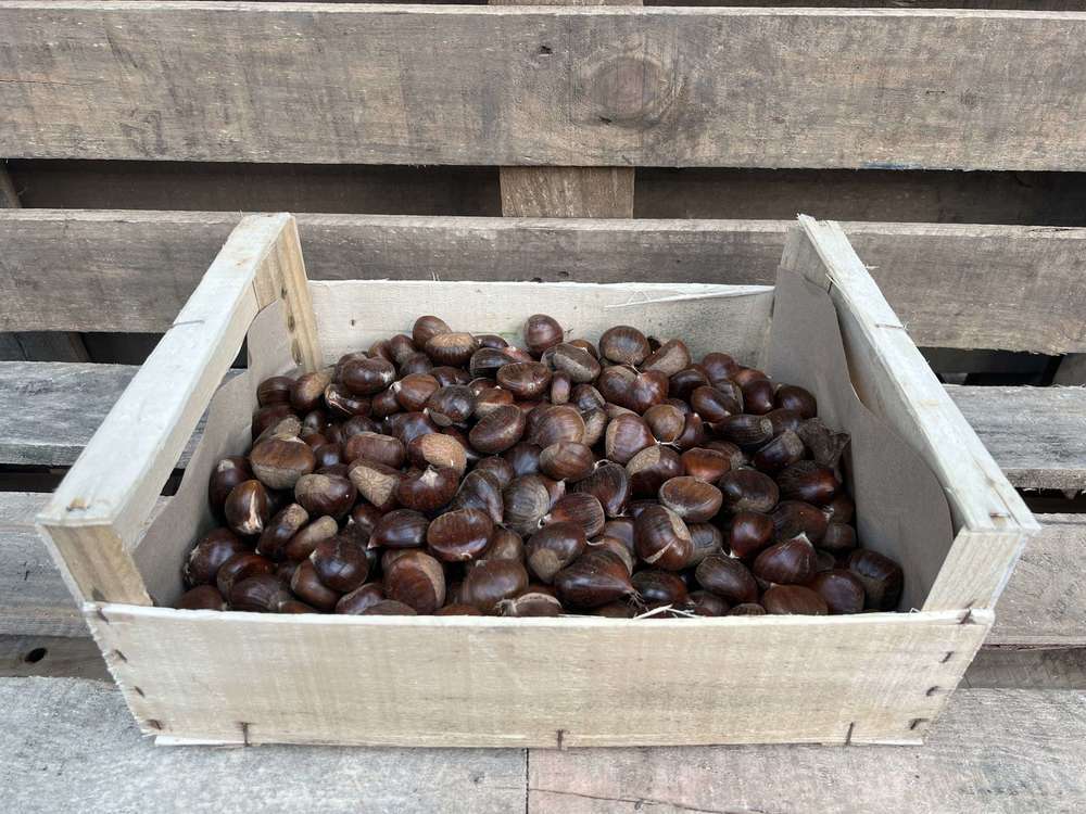 Nut: Chestnut