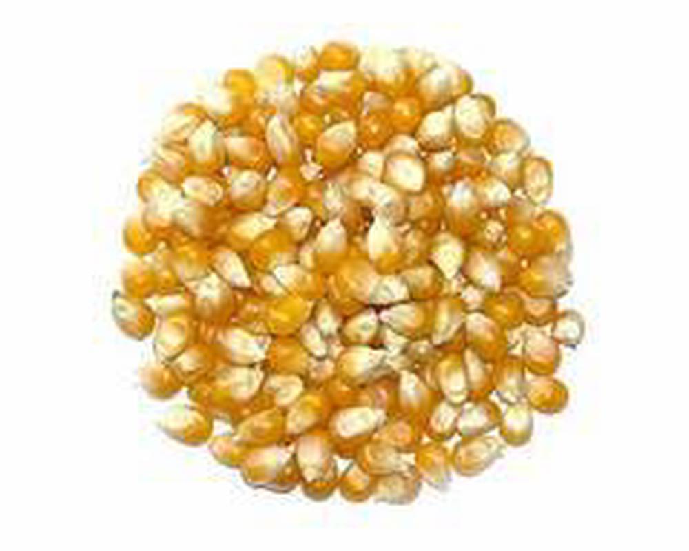 ŷd neidiog/Popping corn 100g