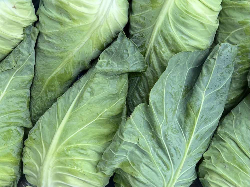 Organic Cabbage Pointed