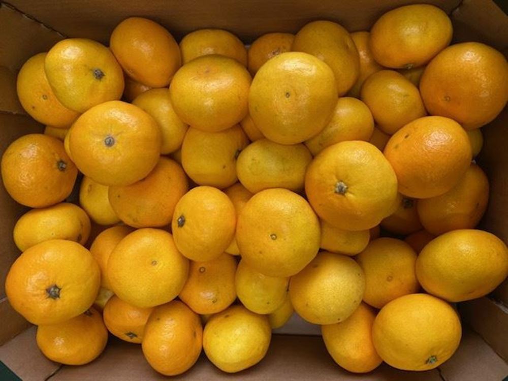 Clementines- Organic ESP